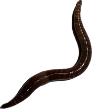 Load image into Gallery viewer, European Nightcrawler 1/4 lbs composting and fishing worms

